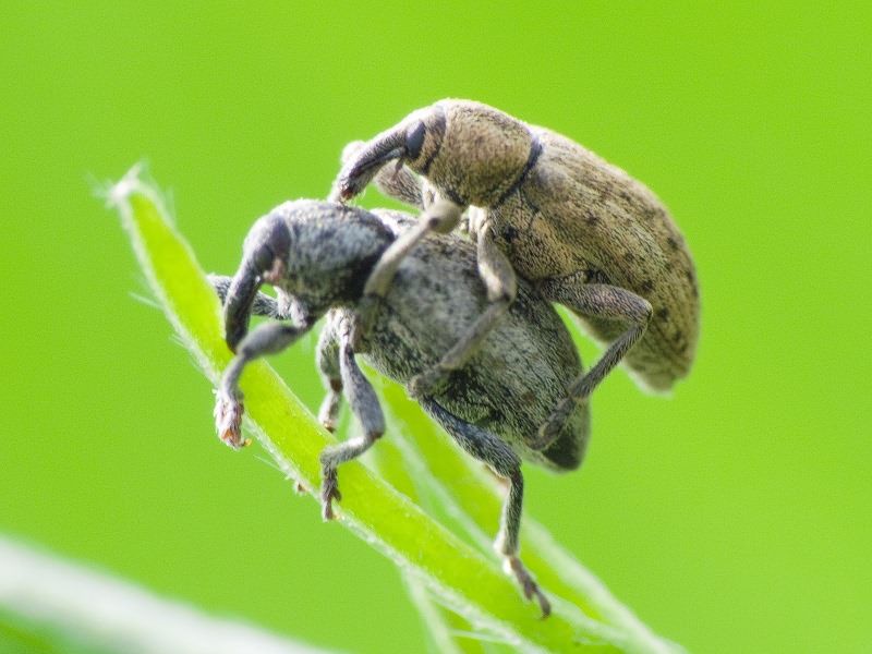 Curculionidae Latreille, 1802